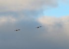 Monniksgier (cinereous vulture) Aegypius monachus - Ihk Gazriin Chuluu 24-08-2016 (4)